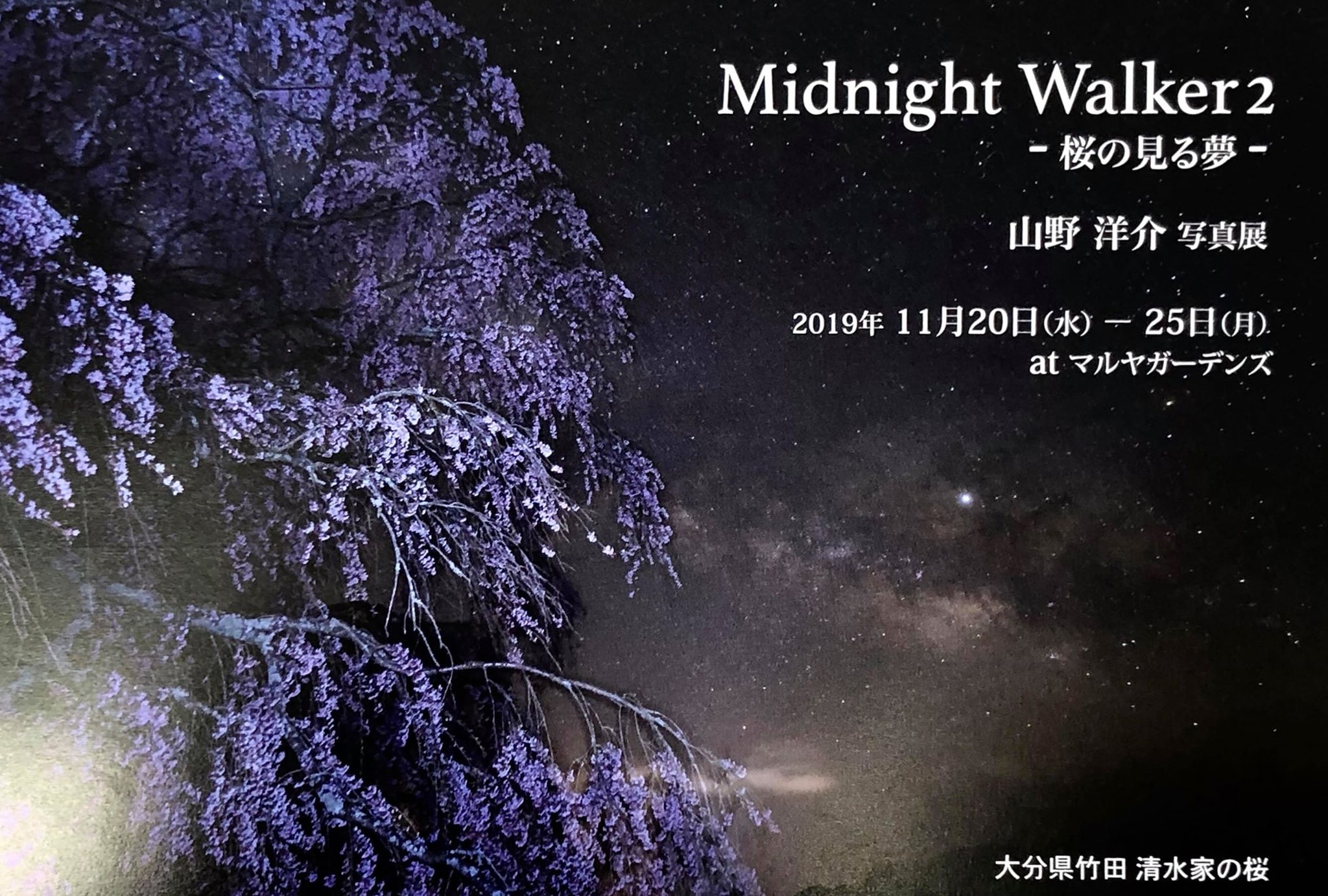 Midnight Walker2 -桜の見る夢- 山野洋介写真展